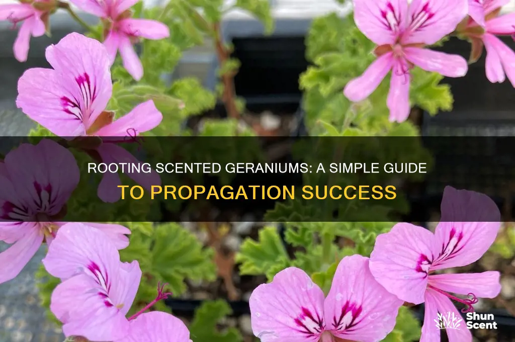 can i root a scented geranium