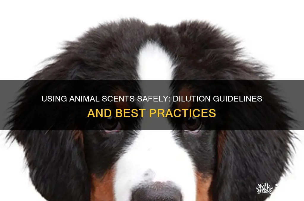 can i use animal scents without dilution