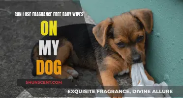 Using Fragrance-Free Baby Wipes on Dogs: Safe or Not?