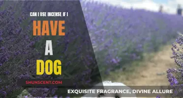 Incense and Dogs: What Pet Owners Should Know