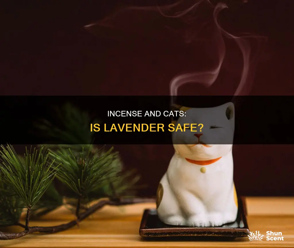 can i use lavendar incense around my cat