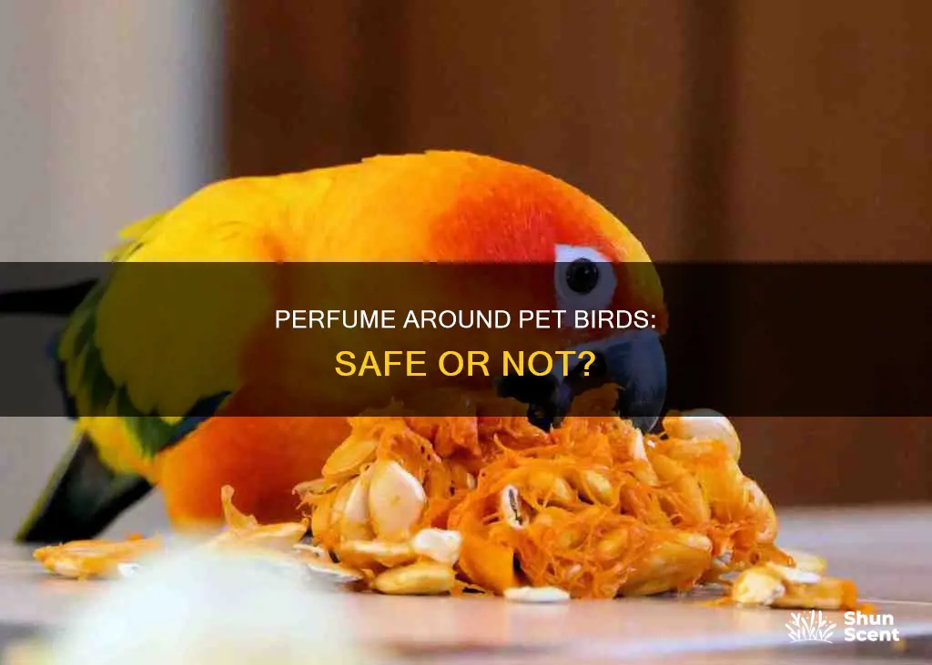 can i wear perfume around my bird