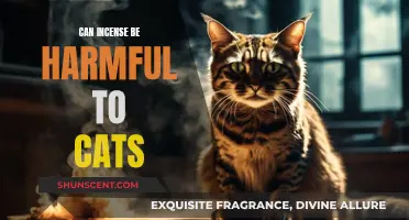 Incense and Cats: A Potentially Harmful Mix