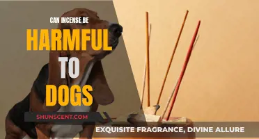 Incense and Dogs: A Harmful Mix?