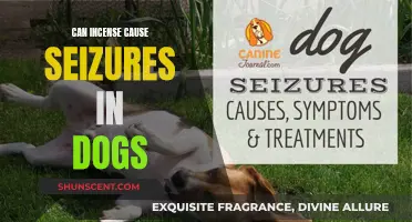 Incense and Dogs: Seizure Risks and Dangers