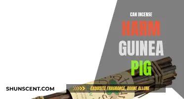 Incense and Guinea Pigs: A Toxic Mix?