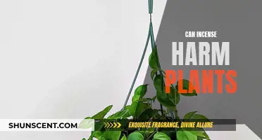 Incense and Plants: Harmful or Harmless?