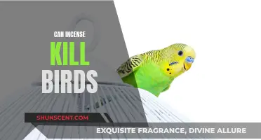 Incense: A Lethal Mist for Birds?