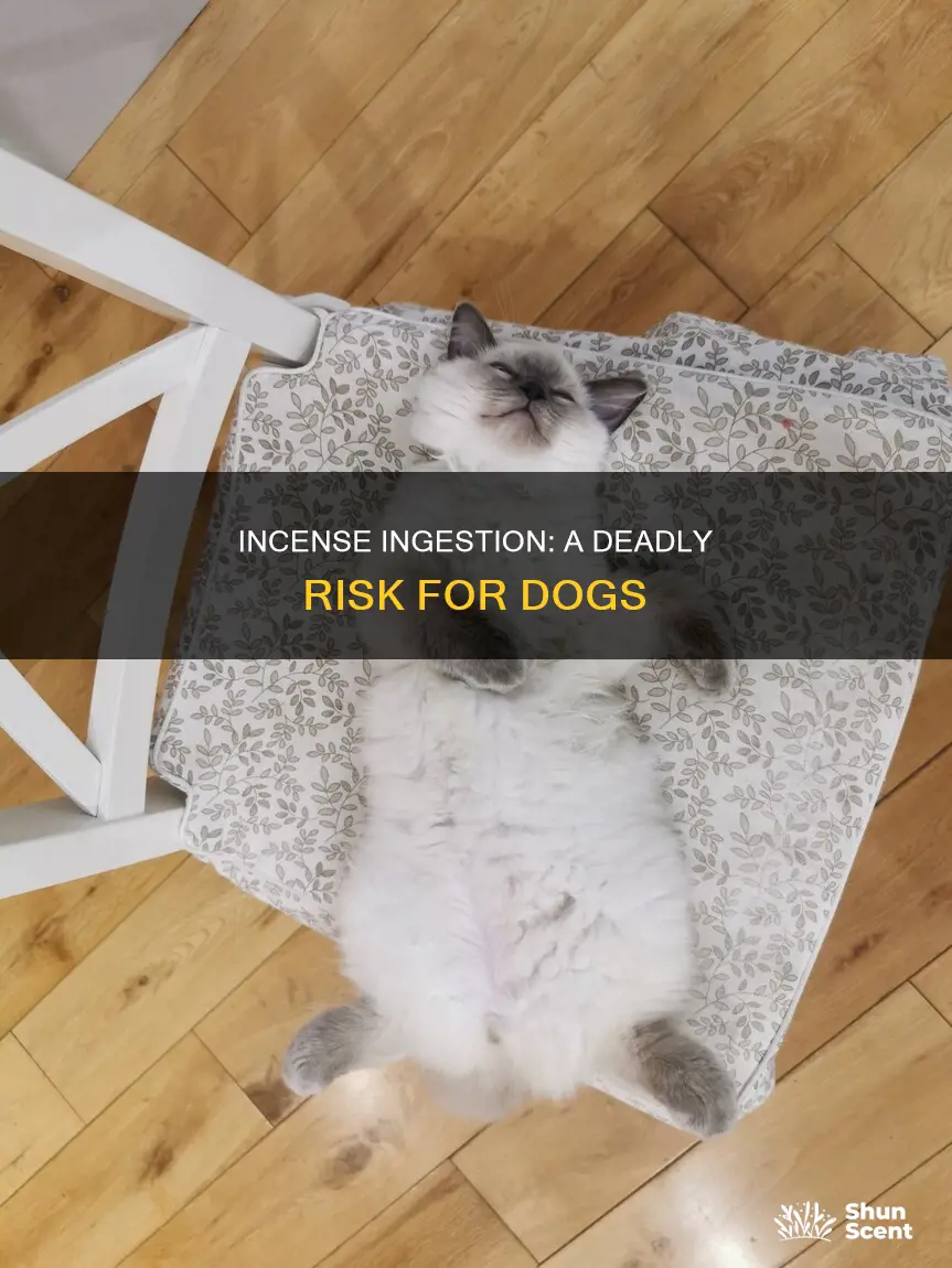 can incense kill dogs if eaten