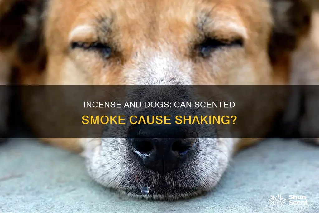 can incense make my dog shake