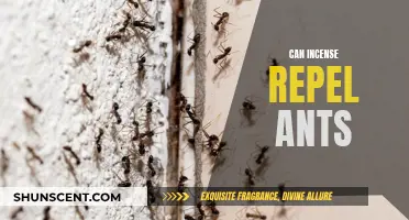 Incense as Ant Repellent: Does it Work?