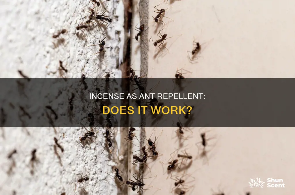 can incense repel ants