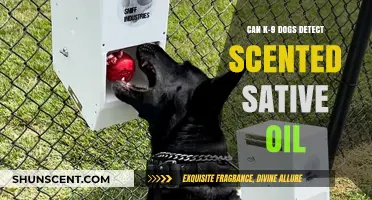 Can K-9 Units Detect Scented CBD Oil? Exploring Detection Limits