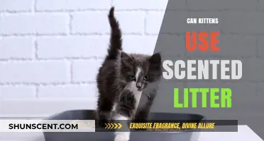 Can Kittens Use Scented Litter? Safety Tips for Cat Owners