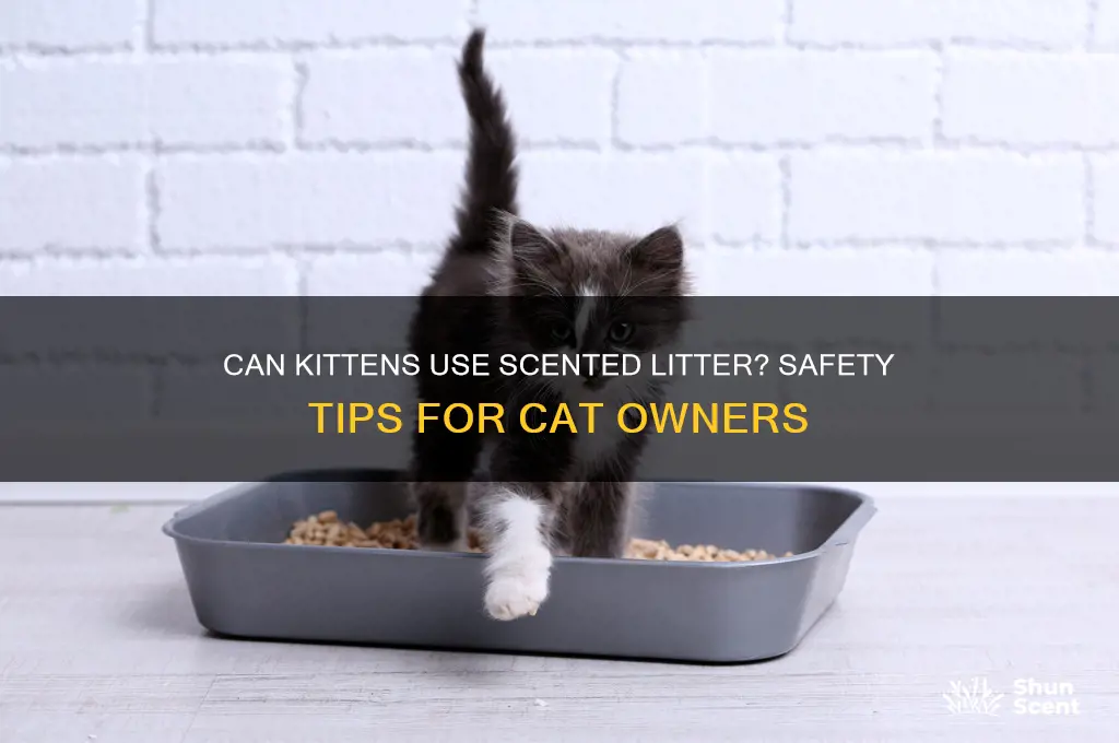 can kittens use scented litter
