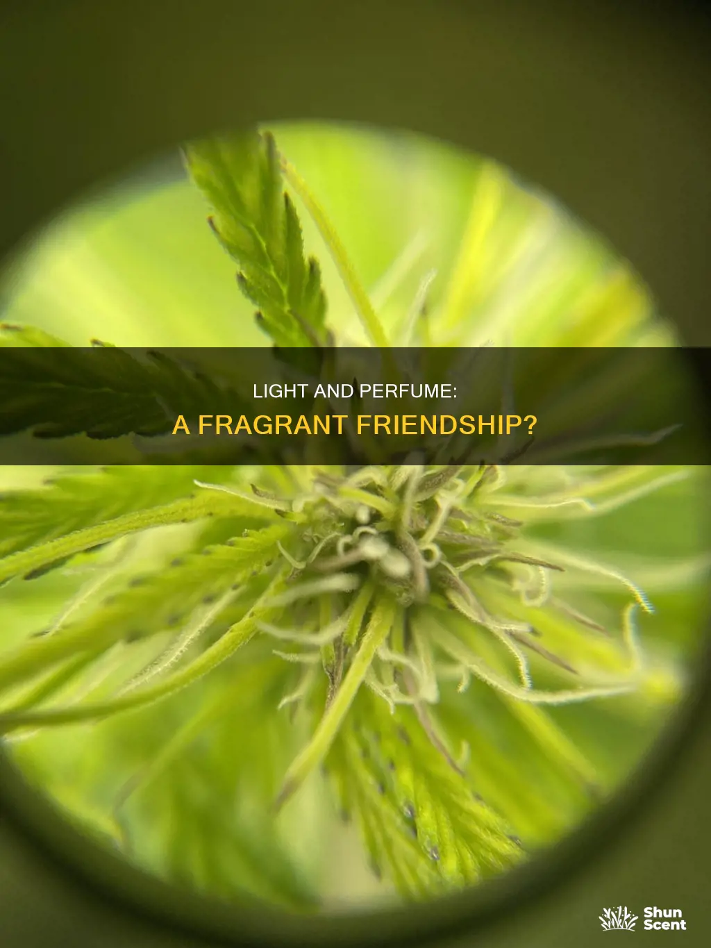 can light harm perfume