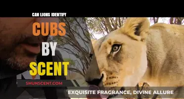 Do Lions Recognize Their Cubs Through Unique Scent Signatures?