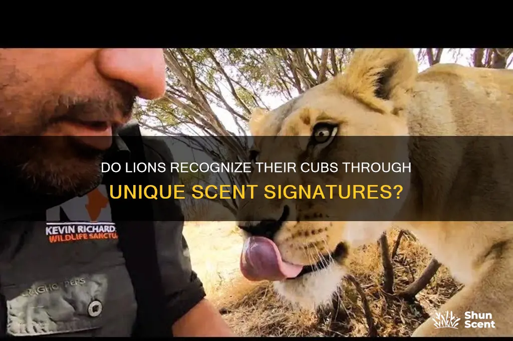 can lions identify cubs by scent