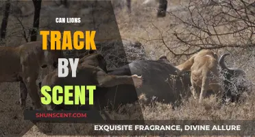Can Lions Track Prey by Scent? Uncovering the Truth