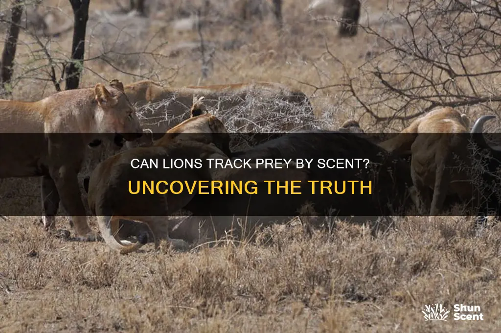 can lions track by scent