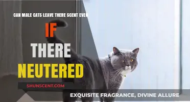 Neutered Male Cats: Do They Still Mark Territory with Scent?