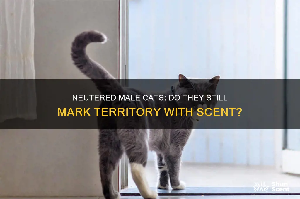 can male cats leave there scent even if there neutered