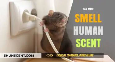 Can Mice Detect Human Scents? Uncovering Rodent Olfactory Abilities