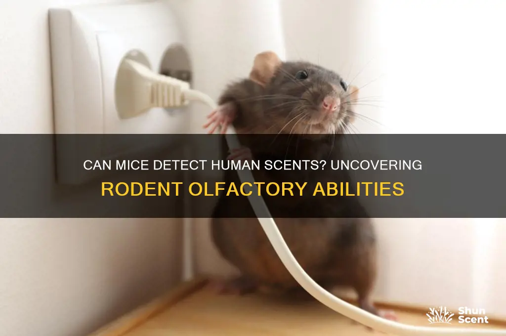 can mice smell human scent
