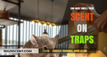 Do Mice Detect Your Scent on Traps? Uncovering Rodent Sensitivity