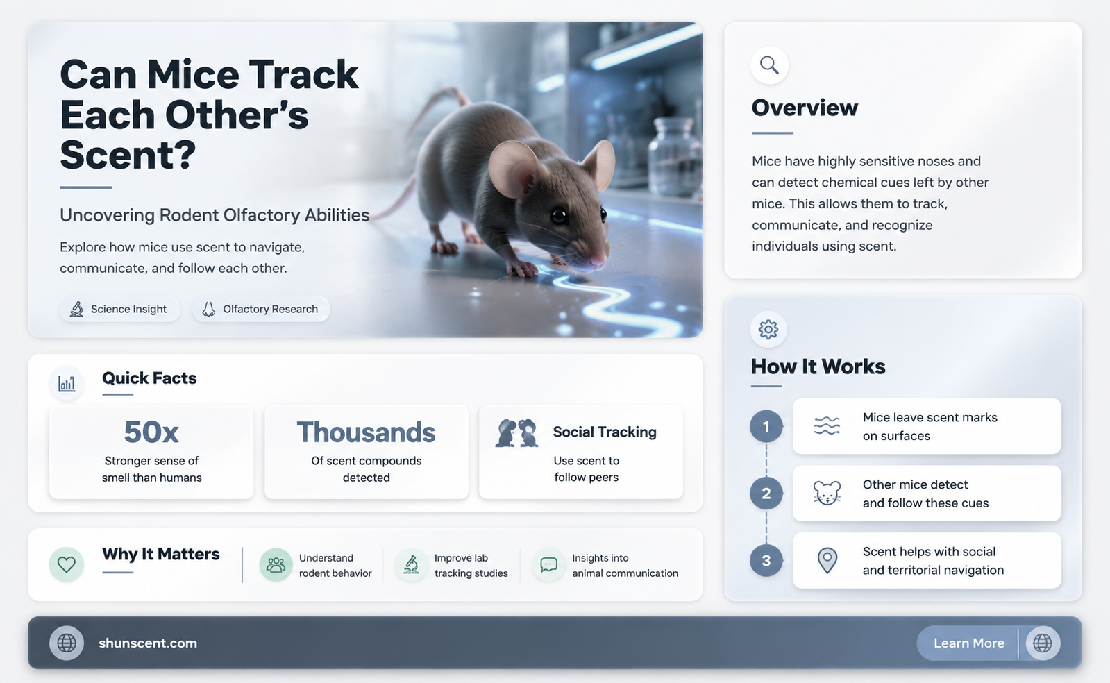 are mice able to follow each other