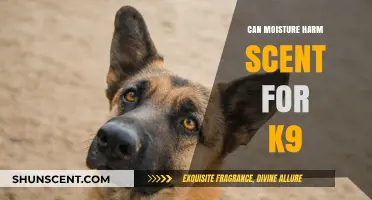Moisture's Impact on Canine Scent Detection: Risks and Preservation Tips