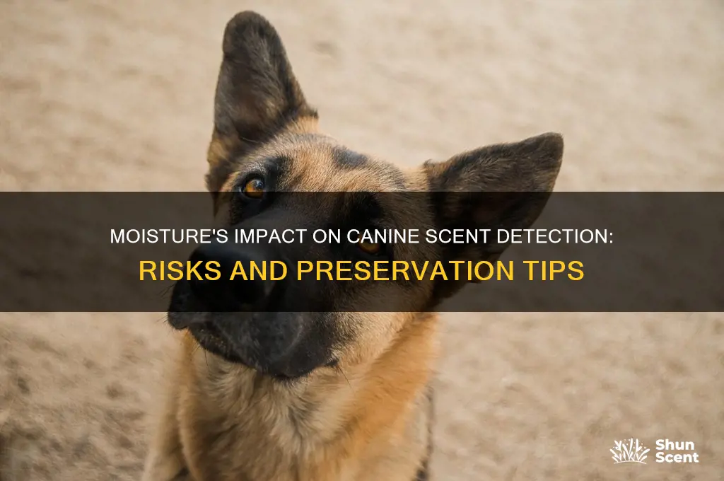 can moisture harm scent for k9
