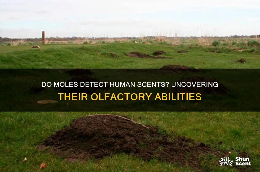 can moles smell human scent