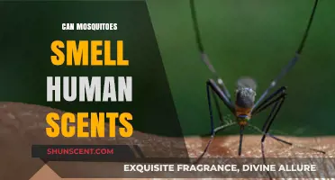 Do Mosquitoes Detect Human Scents? Uncovering the Smell Attraction Mystery