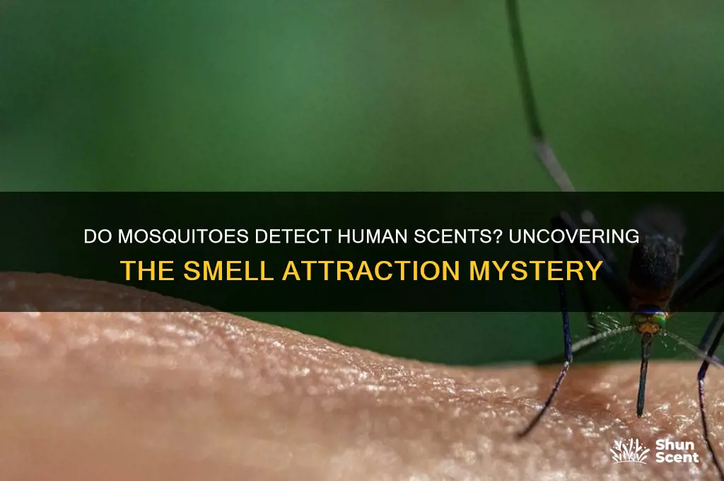 can mosquitoes smell human scents