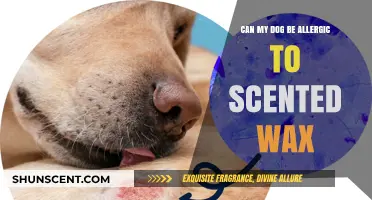 Can Scented Wax Cause Allergies in Dogs? What Pet Owners Should Know