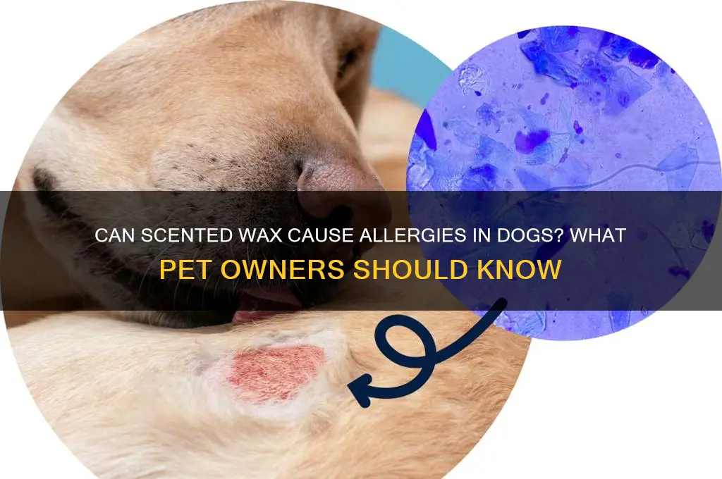 can my dog be allergic to scented wax