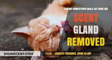 Removing Scent Glands in Unneutered Male Cats: Is It Possible?
