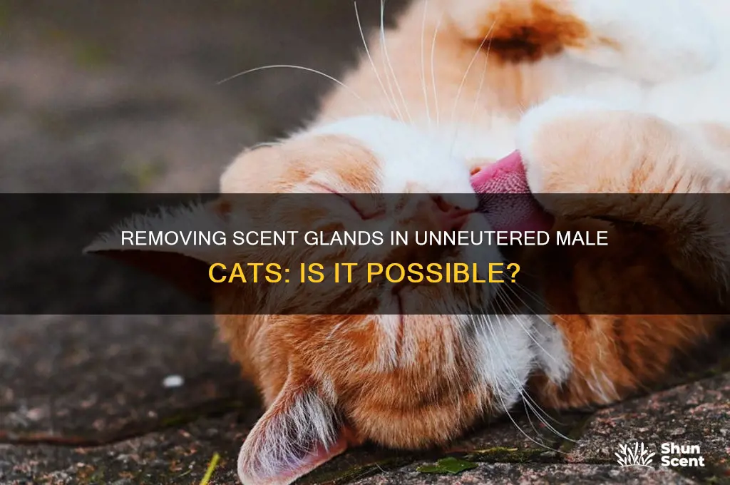 can my unneutered male cat have his scent gland removed