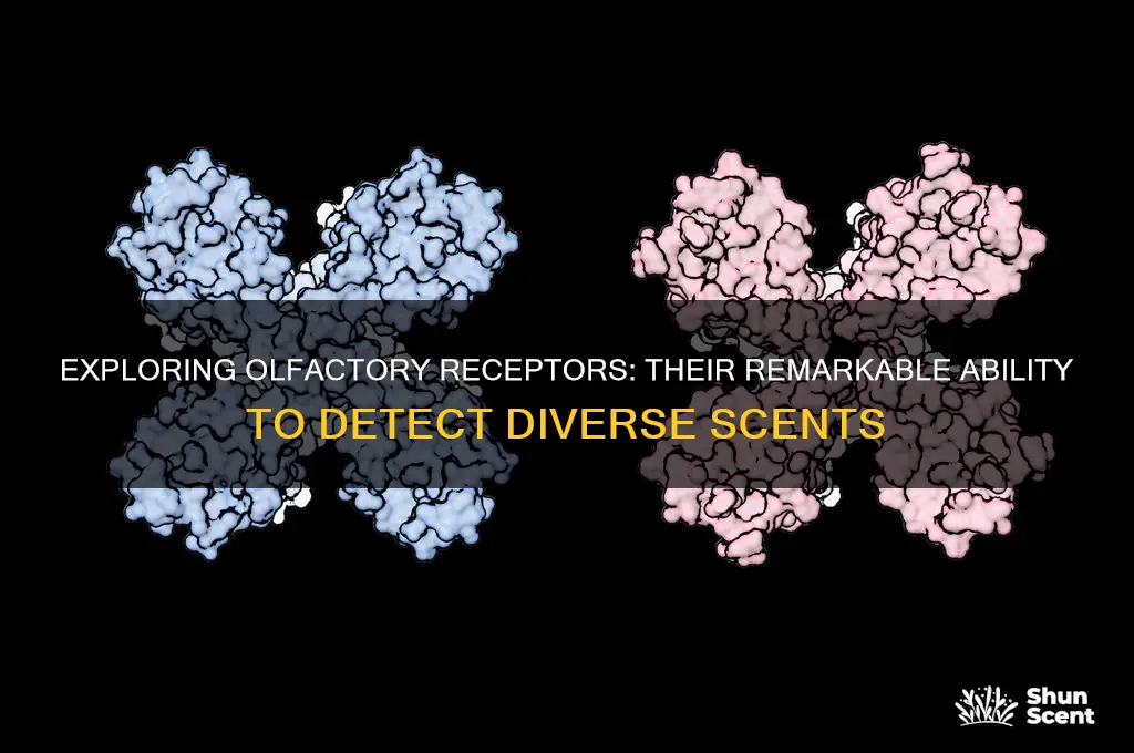 can olfactory receptors respond to many scents