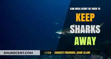 Using Orca Scent as a Shark Deterrent: Fact or Fiction?