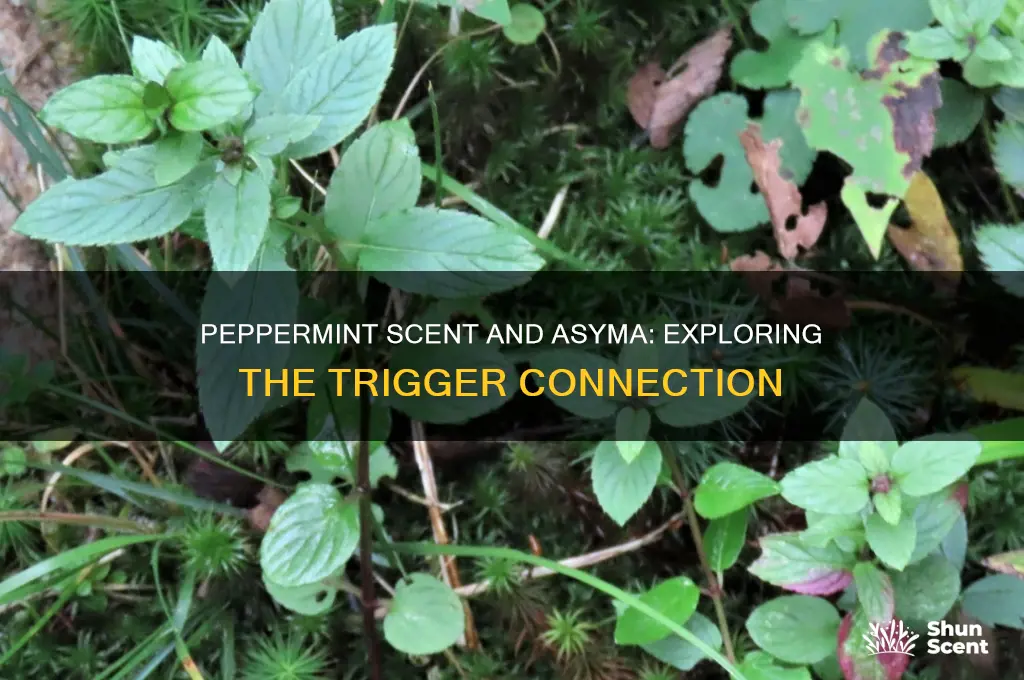 can pepperment scent trigger asyma