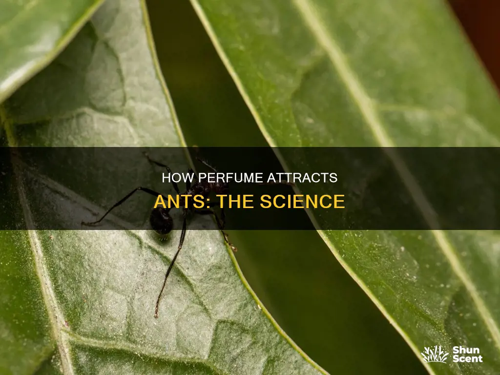 can perfume attract ants
