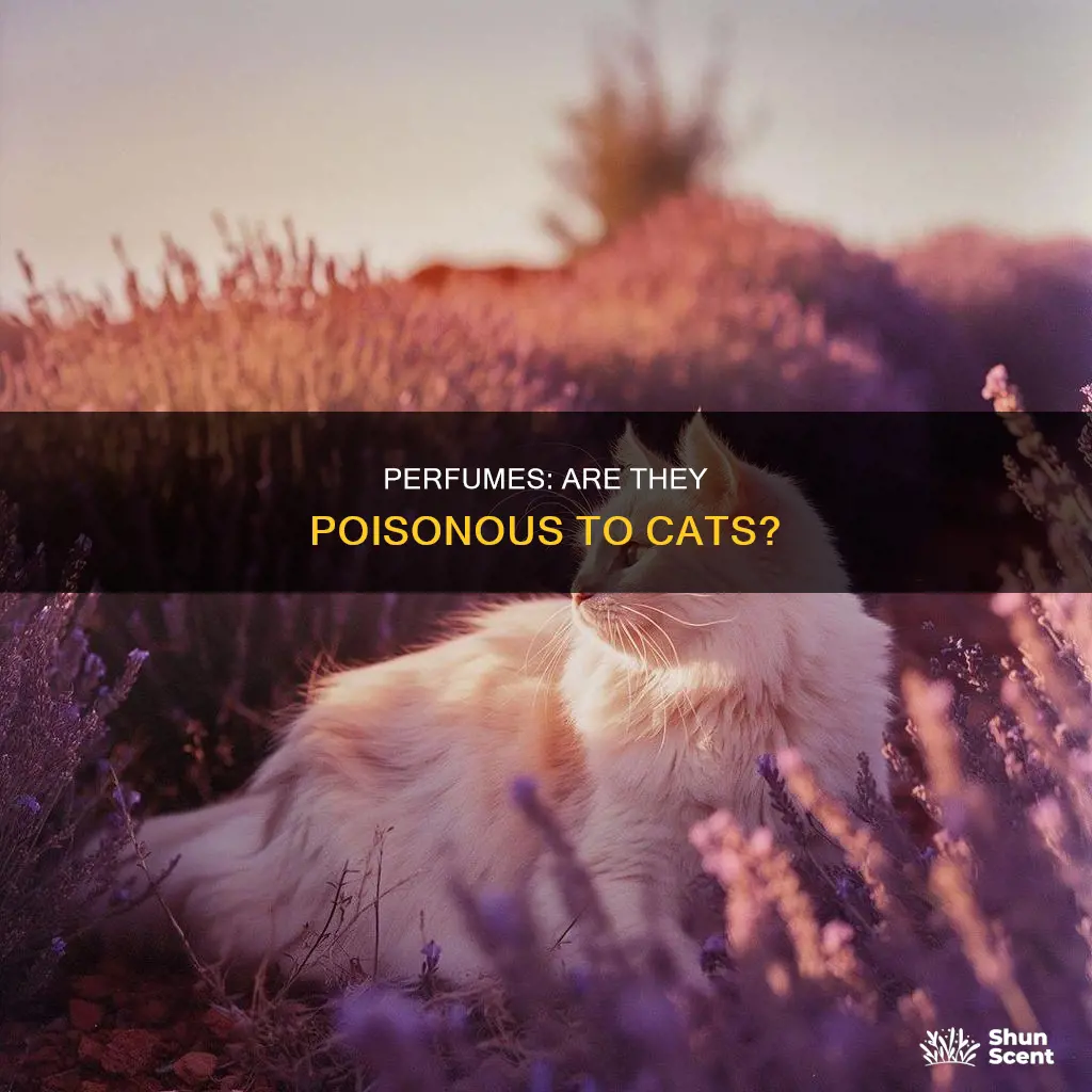 can perfume be toxic to a cat