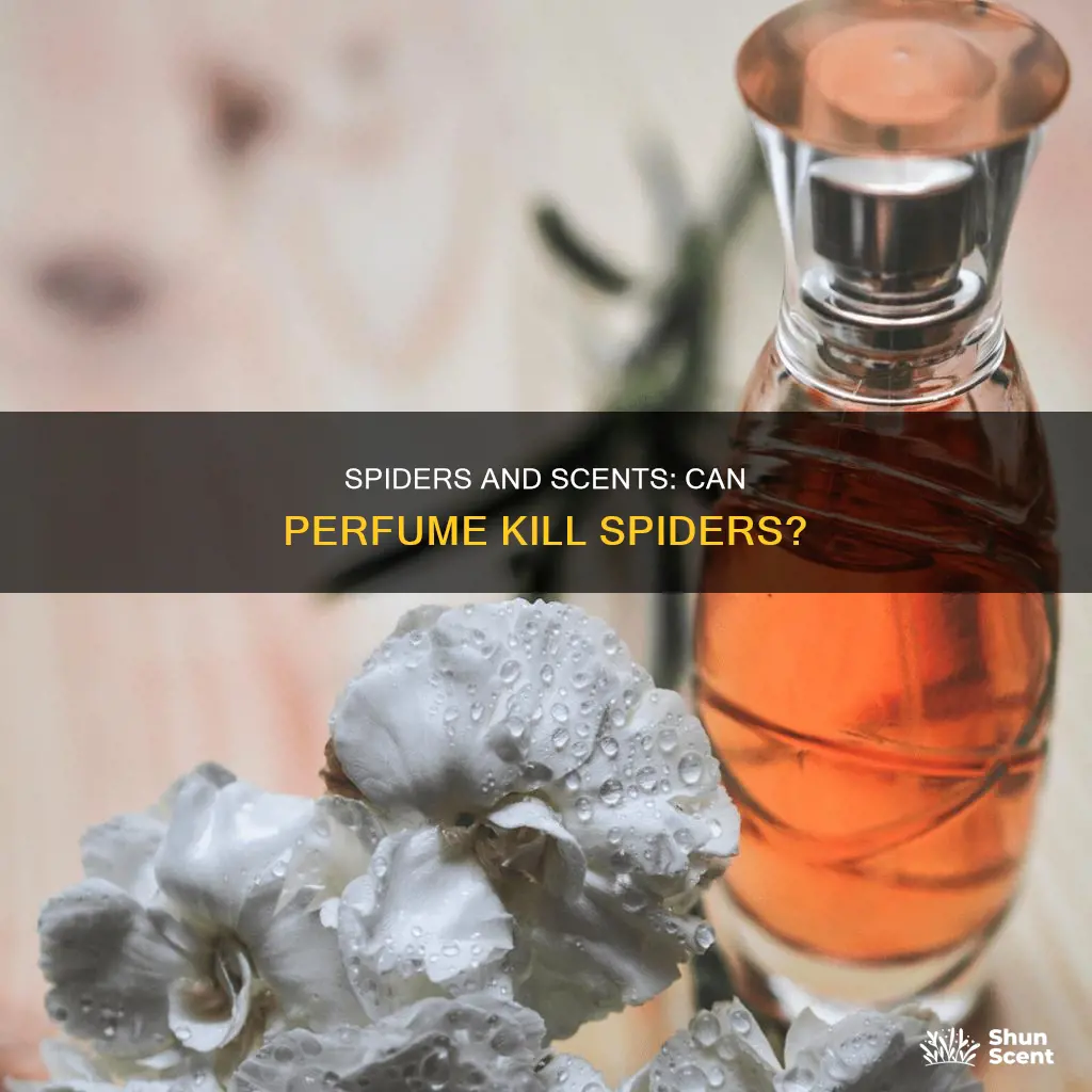 can perfume kill a spider