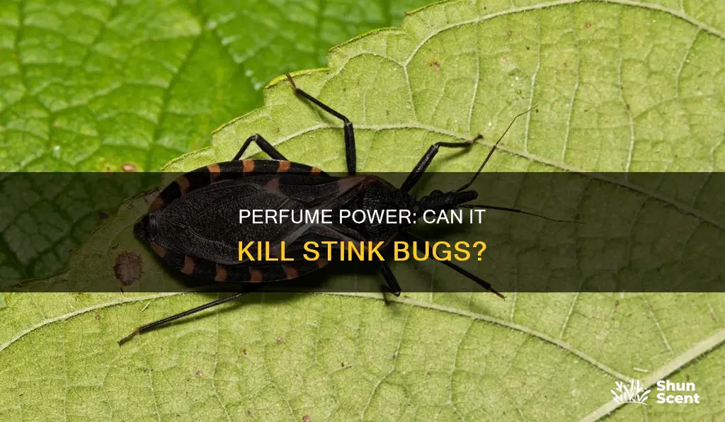 can perfume kill stink bugs