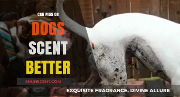 Pigs vs. Dogs: Which Animal Has the Superior Sense of Smell?