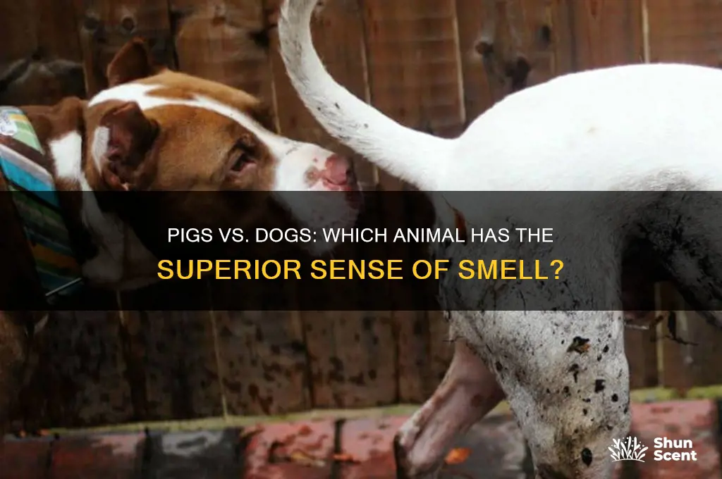 can pigs or dogs scent better