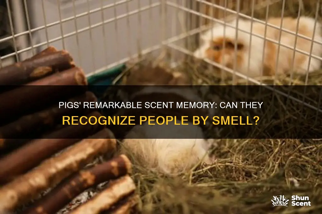 can pigs remember a person by their scent