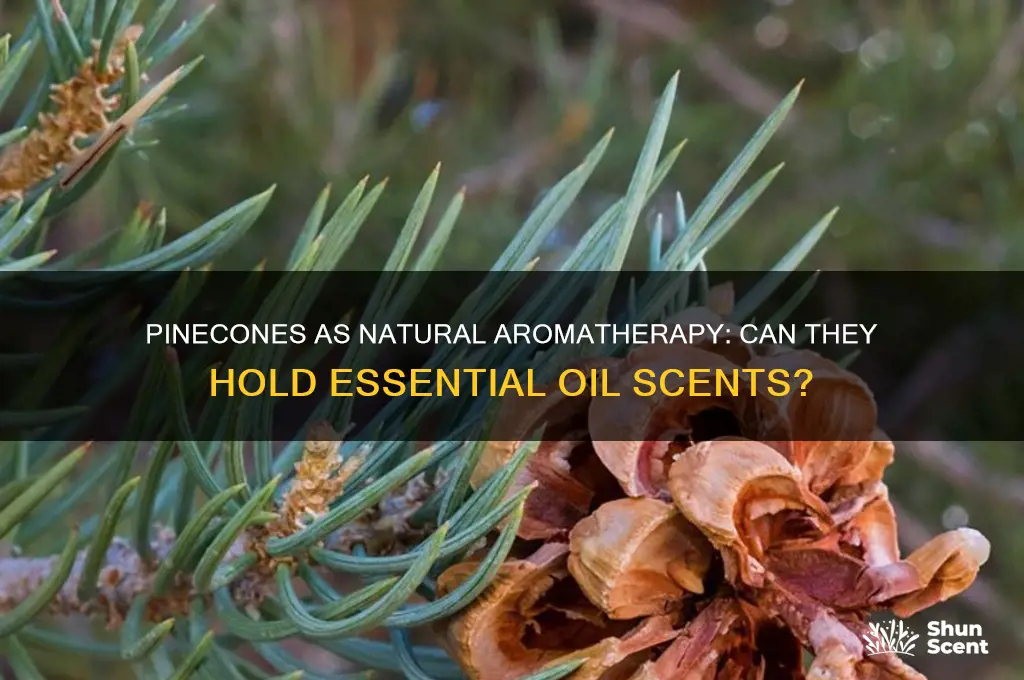 can pinecones hold essential oil scent